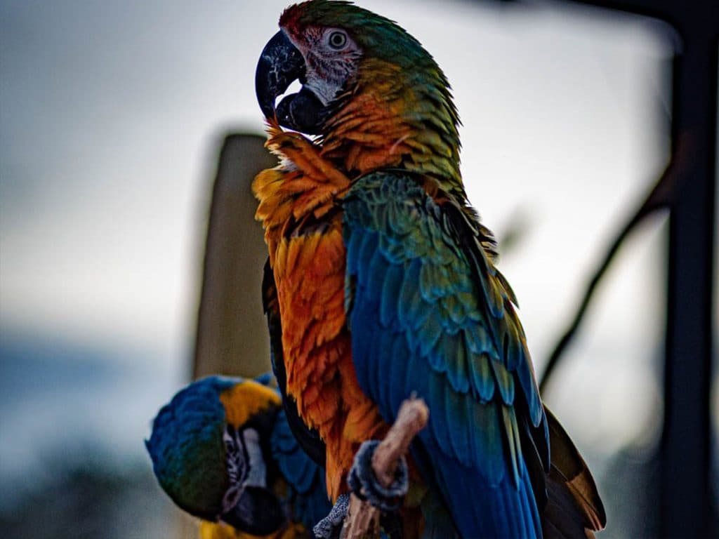 Miley the Catalina Macaw