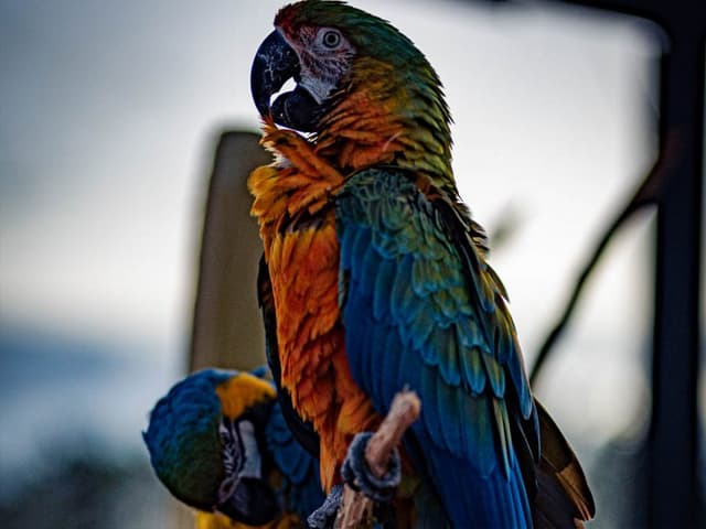 Miley the Catalina Macaw