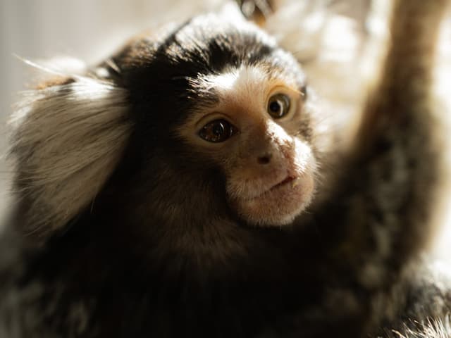 Appa the Common Marmoset