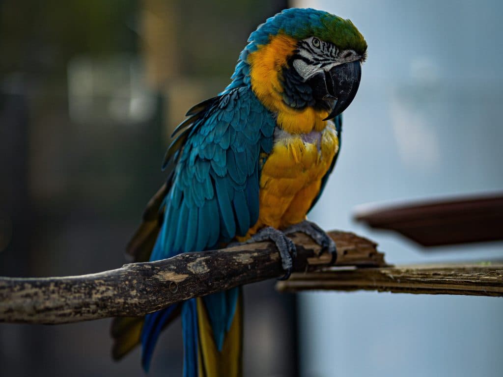 Tico the Blue and Gold Macaw