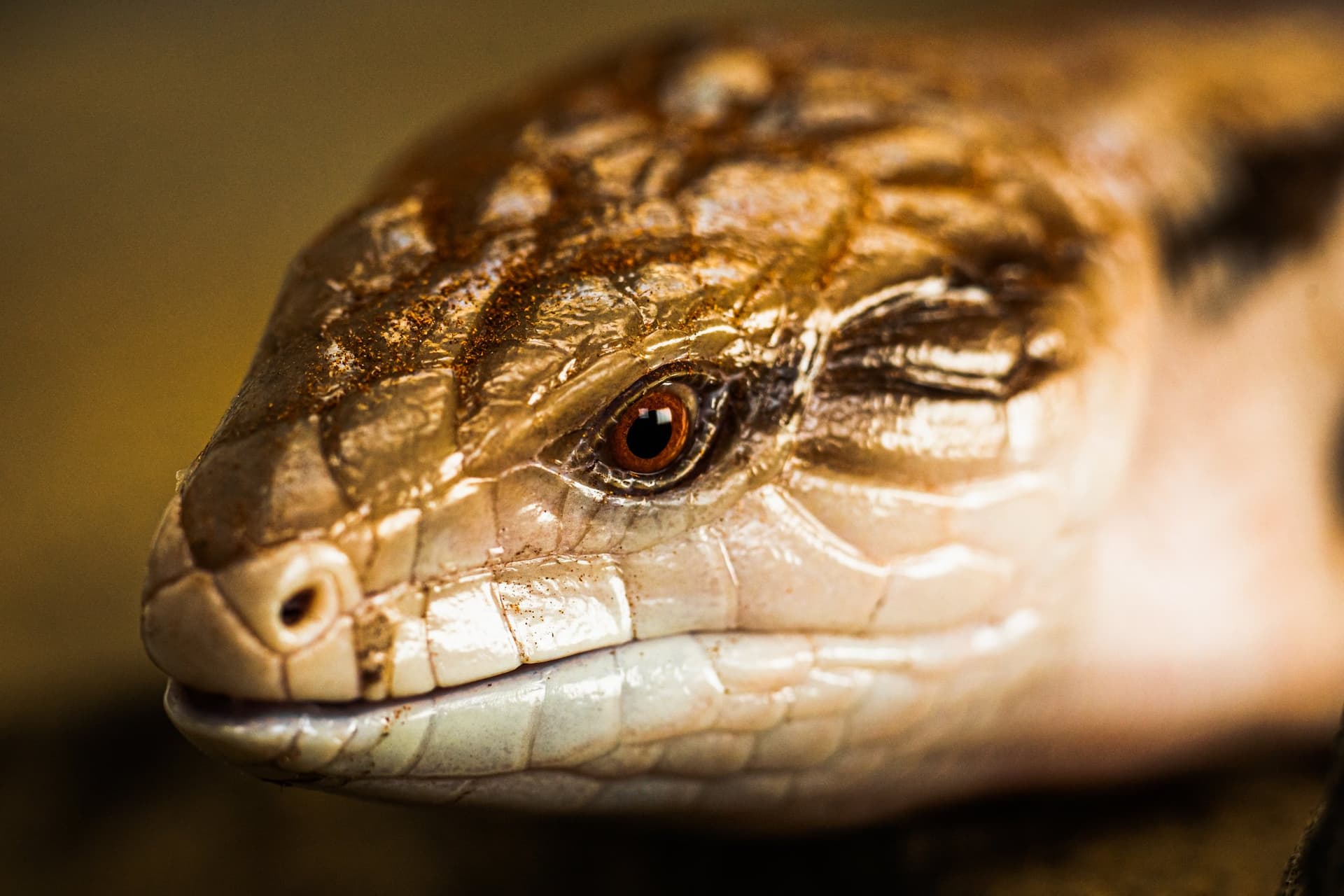 Toaster Strudel the Blue-tounged Skink