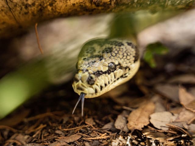 Noodle the Carpet Python