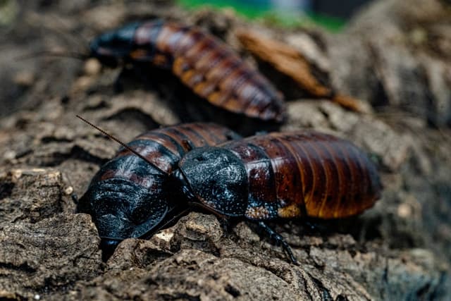 Barbara / Baked Bean the Madagascar Hissing Cockroaches