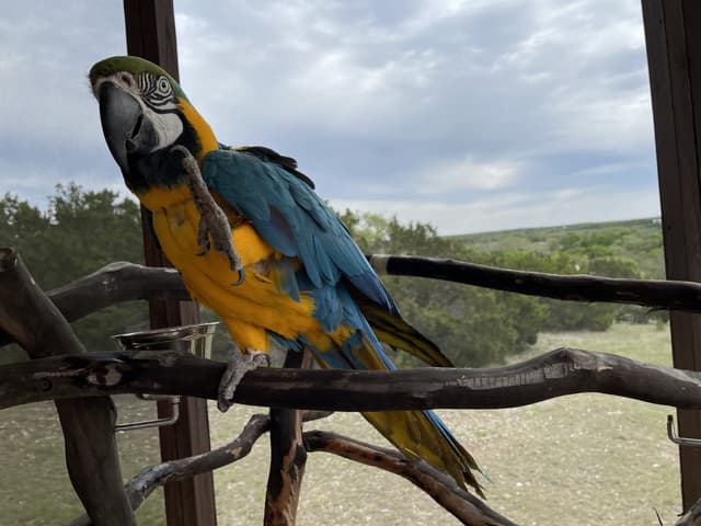 Tico the Blue and Gold Macaw