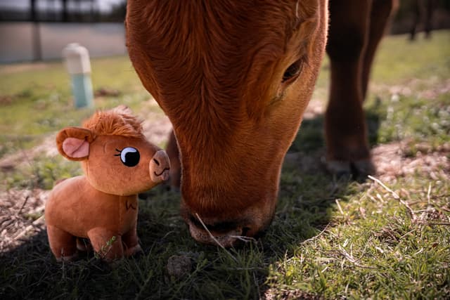 Winnie the Red Angus Beef Cow