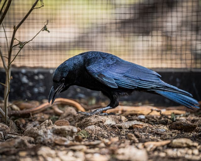 Abbott the American Crow