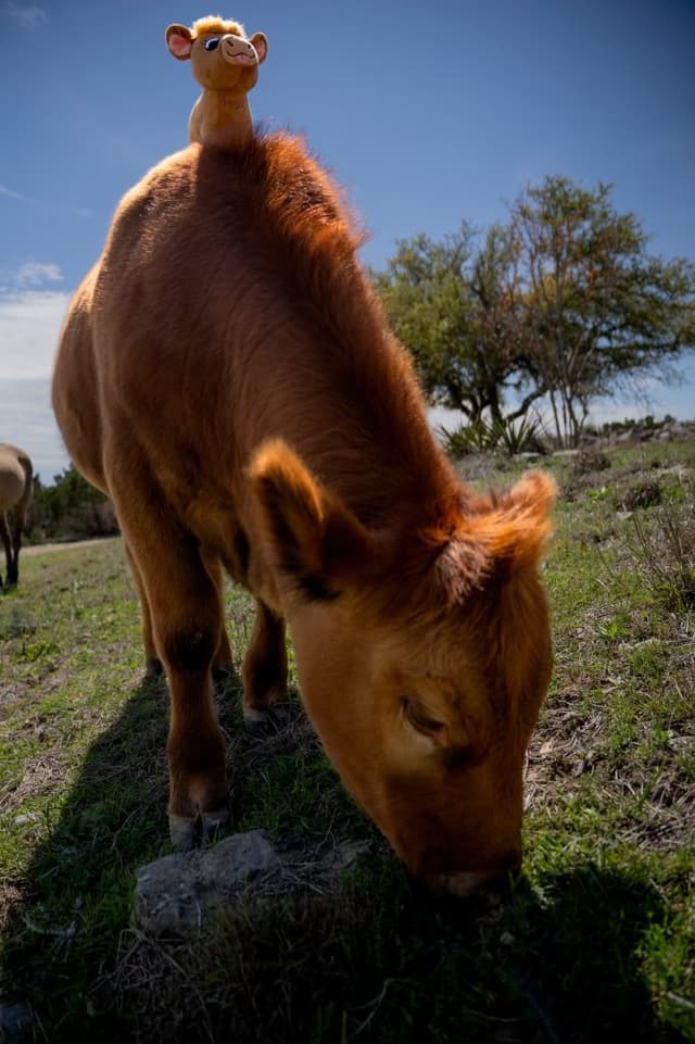 Winnie the Red Angus Beef Cow