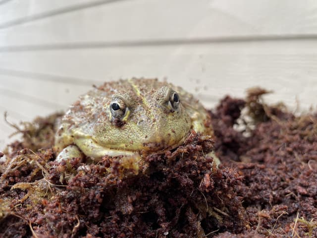 Georgie the African Bullfrog