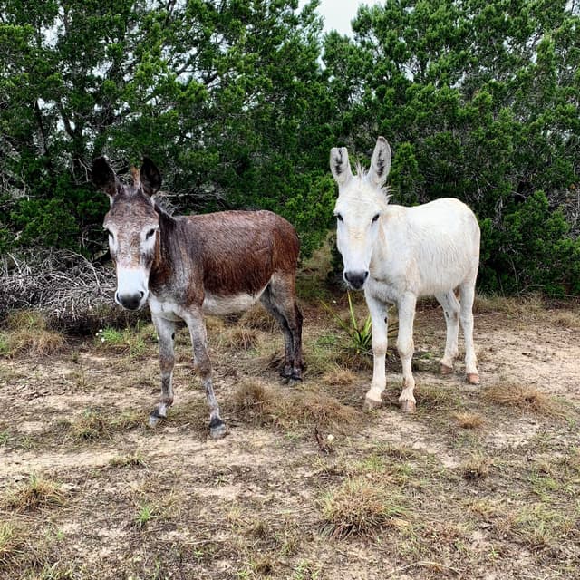 Serrano the Domestic Donkey