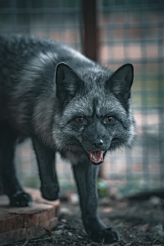 Fenn the American Red Fox