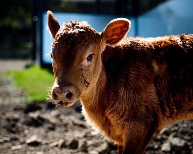 Winnie the Red Angus Beef Cow