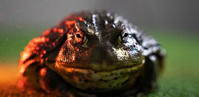 Georgie the African Bullfrog